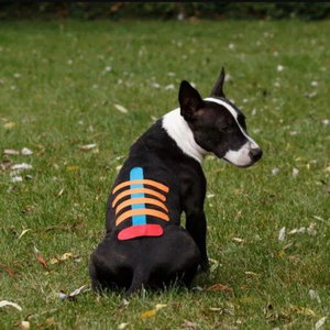 Kineziološki taping pri psih