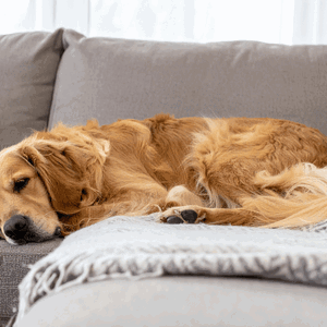 Kužni kašelj pri psih (infekciozni traheobronhitis)