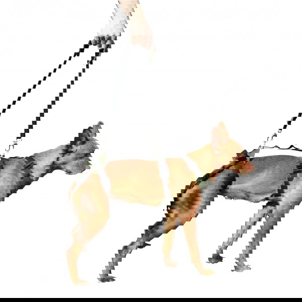 Ortocanis Povodac za cjelovitu podršku psa