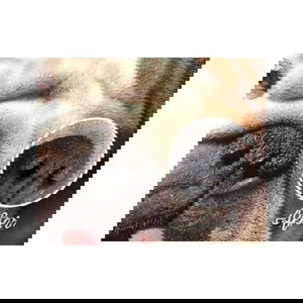 Natural Dog Company Balzam za smrček Snout Soother - 4