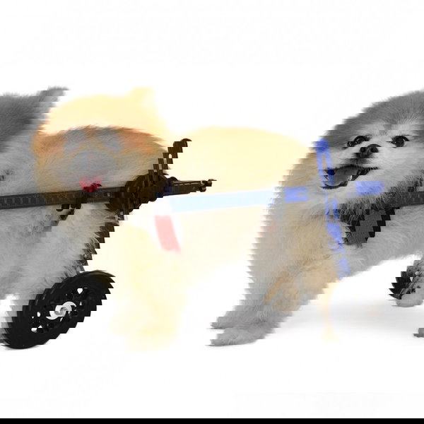 Walkin’ Pets Nastavljiv invalidski voziček - 1