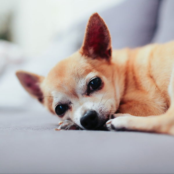 Vetnil Dopolnilo za sklepe Condroton za manjše pse - 1