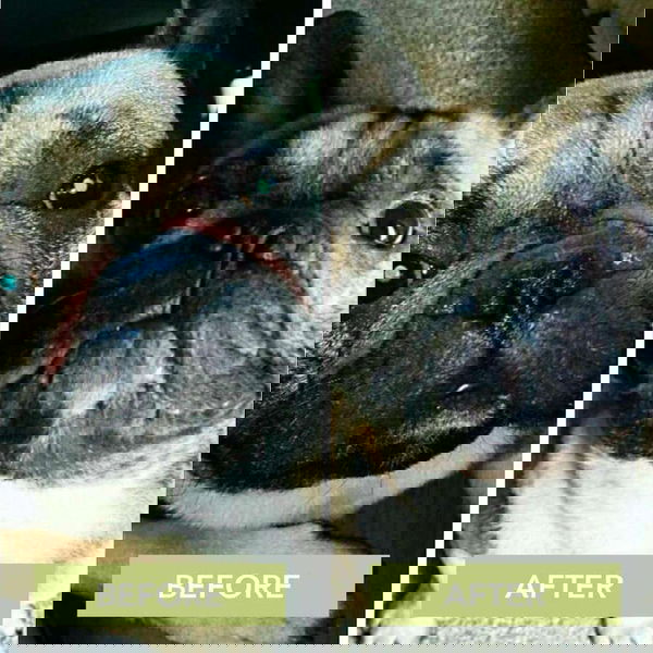 Natural Dog Company Balzam za kožne gube Wrinkle - 6