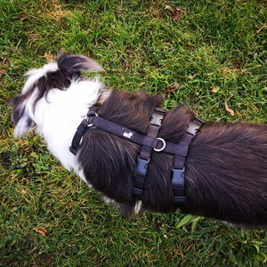 Double H Escape-Proof Harness