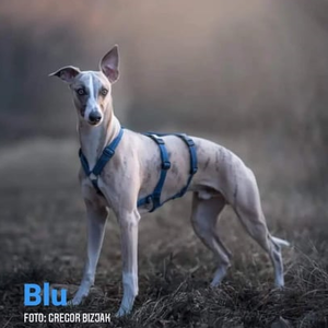Double H Harness for Greyhounds with Anti-Escape and No-Twist Design