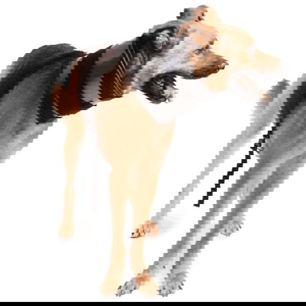 Ortocanis Širok zaščitni ovratnik - 1