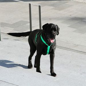 Standard H Harness