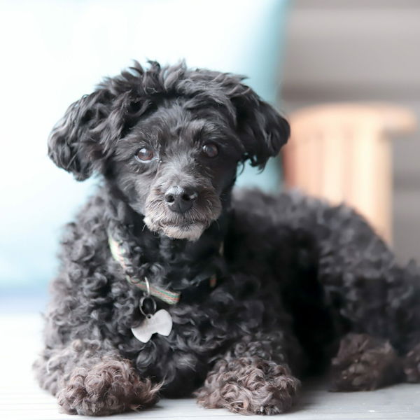 Canina Barfer's Best Senior dodatek za starejše pse - 3