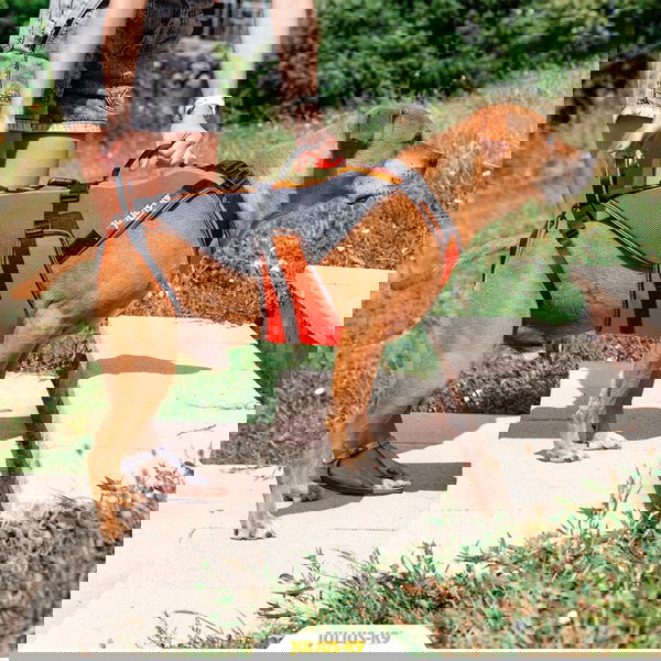 Julius-K9® 4in1 Višenamjenski steznik za pomoć pri hodanju