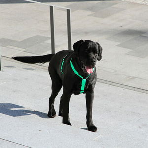 Standard H Harness