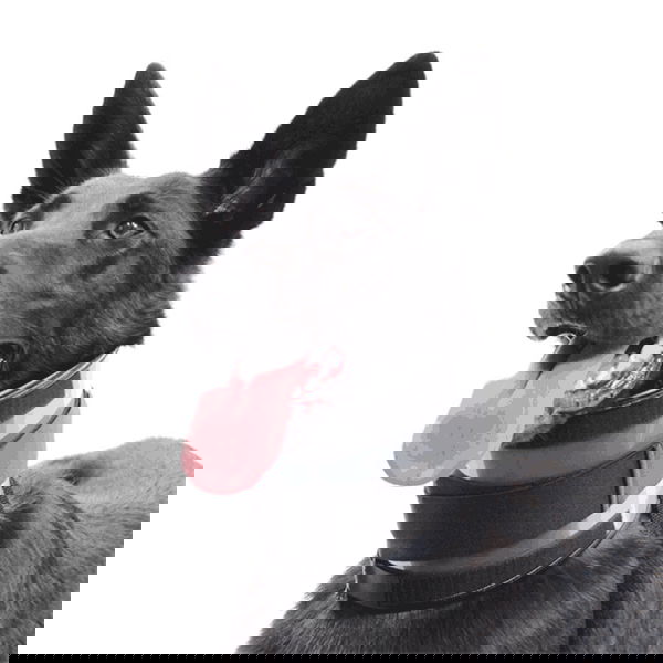 Ortocanis Širok zaščitni ovratnik