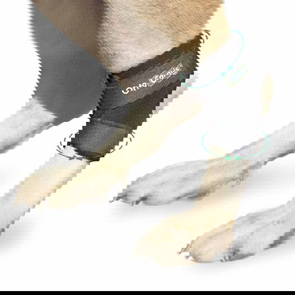 Ortocanis <h1>Hock Brace</h1>