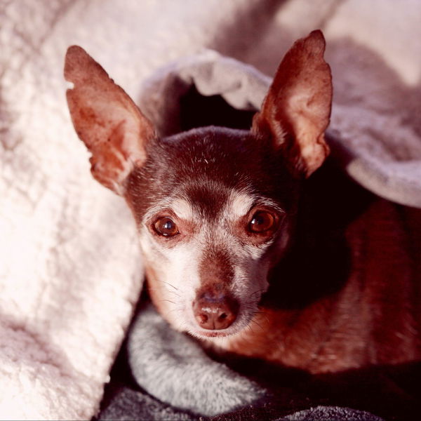 Vetnil Dopolnilo za sklepe Condroton za manjše pse - 2