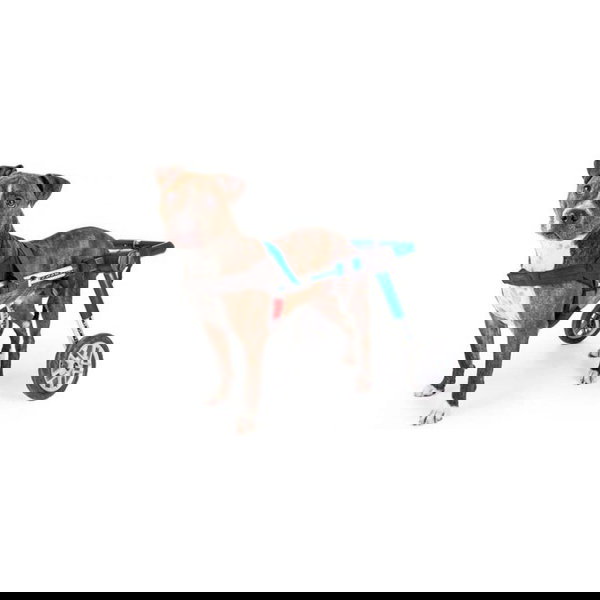 Walkin’ Pets Podesiva invalidska kolica