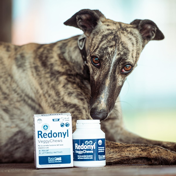 Innovet Redonyl® Veggy Chews podpora mikrobiomu in dlaki za pse z alergijami - 6