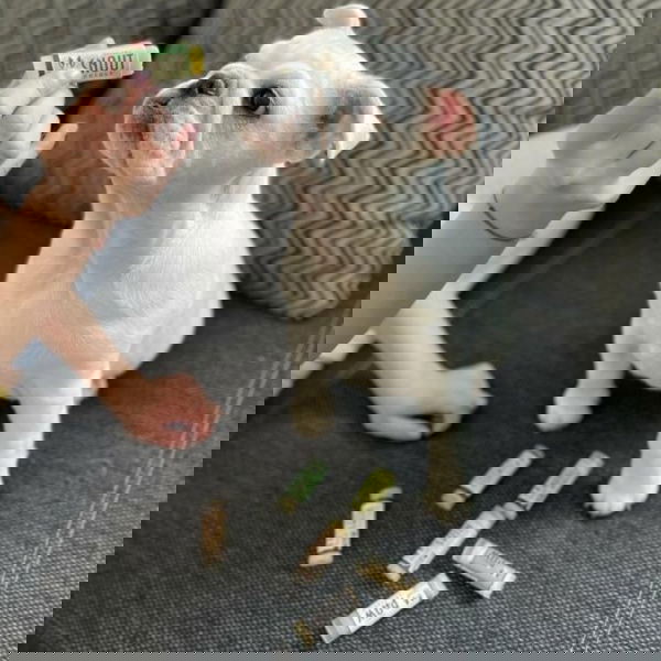 Natural Dog Company Balzam za smrček Snout Soother - 1