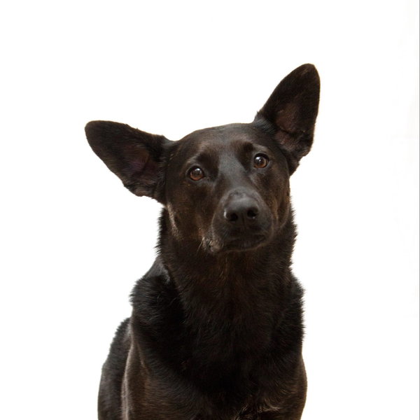 Vetnil Ear Cleaning Solution Aurivet - 1