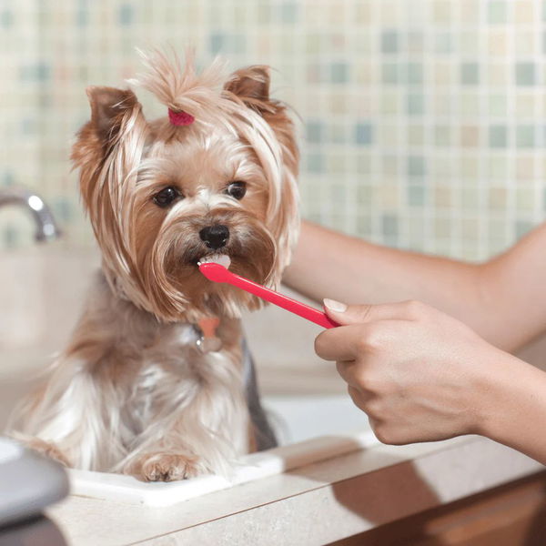 Trixie Set dvojnih ščetk za male in velike pse - 2