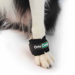 Weight for Dog Paws