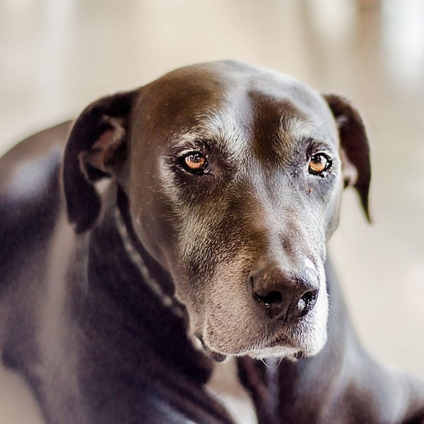 Vetnil Dopolnilo za sklepe Condroton za večje pse - 1