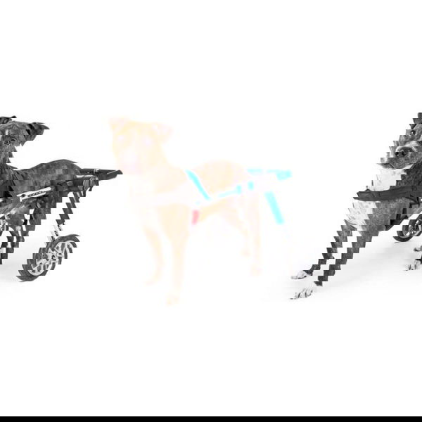 Walkin’ Pets Adjustable Wheelchair for Dogs