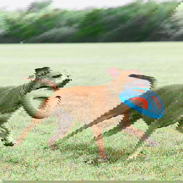 Chuckit Frizbi - Fetch Flight - 2