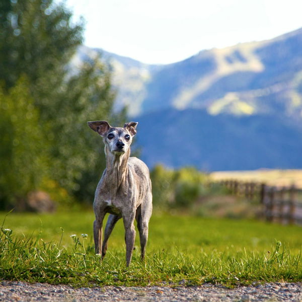Canina Barfer's Best Senior dodatek za starejše pse - 2