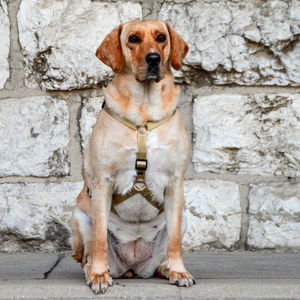 H Anti-Rotation Harness