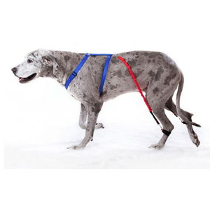 Biko elastic band for stabilizing hind paws