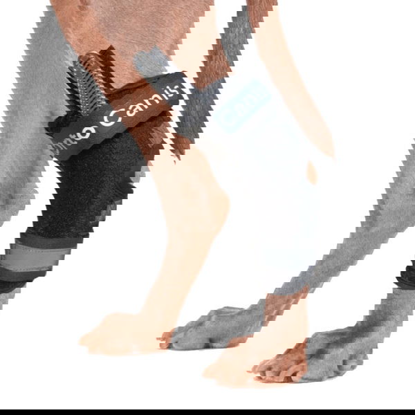 Ortocanis Immobilization Brace for the Hock Joint