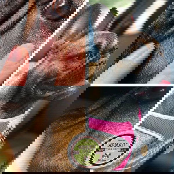 Natural Dog Company Balzam za kožne gube Wrinkle - 4