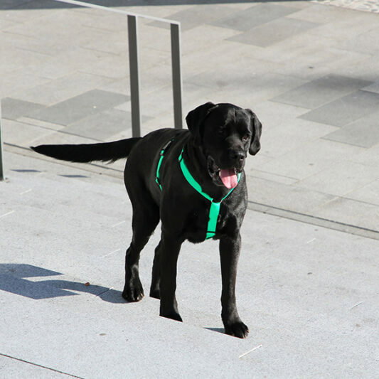 Mi2 Navadna H oprsnica