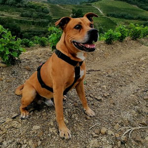 Reinforced H Harness for Strong Dogs