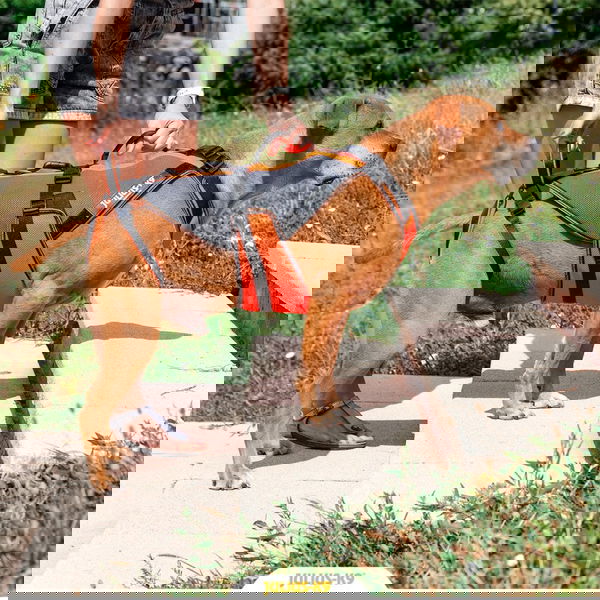 Julius-K9® 4in1 Multifunkcijska oprsnica za pomoč pri hoji