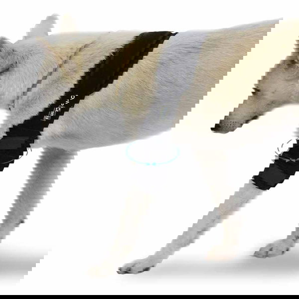 Ortocanis Jednotlivý chránič lakťa