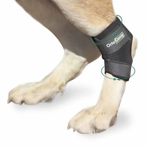 <h1>Hock Brace</h1>