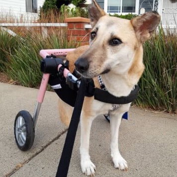Walkin’ Pets Addition for Wheelchair for Dogs with Amputated Paw - 3