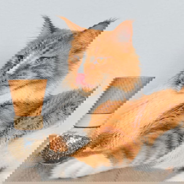 Truffe & Moustache Zeliščni posip za nego kože in dlake - Allure - 6