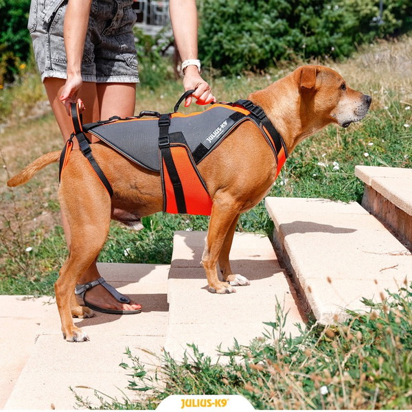 Julius-K9® 4in1 Multifunkcijska oprsnica za pomoč pri hoji
