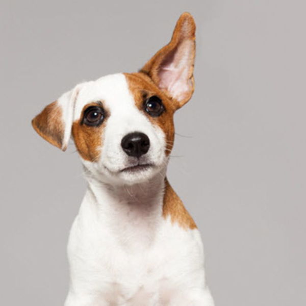 Cvetka zeliščno posestvo Zeliščna tekočina za nego ušes - Timi - 1