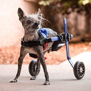 Walkin’ Pets Addition for Wheelchair for Dogs with Amputated Paw - 2