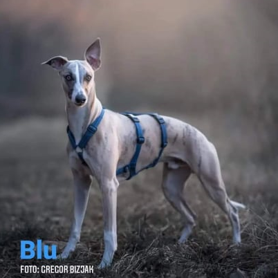 Mi2 Double H Harness for Greyhounds with Anti-Escape and No-Twist Design