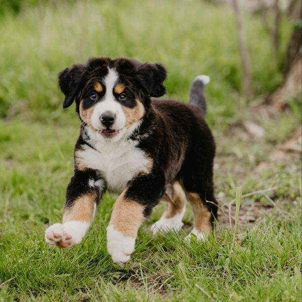 Canina Kaša za pasje mladiče - 1