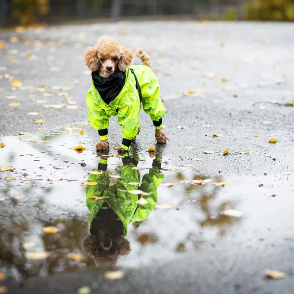 PAIKKA Nepremočljiv dežni kombinezon Neon Yellow - 5