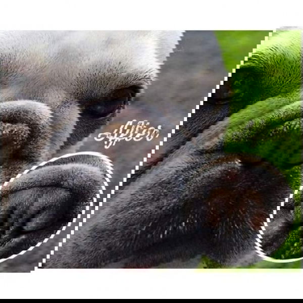 Natural Dog Company Balzam za smrček Snout Soother - 6